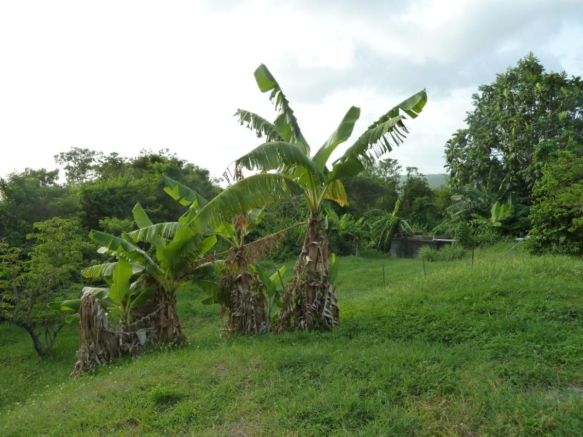 Malendure Bay Appartements Bouillante Luaran gambar